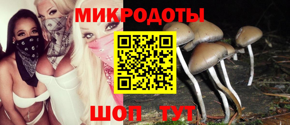 Галлюциногенные грибы Psilocybe Луховицы